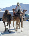 Camels (photo by Mark)