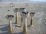 Macroscopic Microcosm Alien Mushrooms (Wednesday Sept 1, 5:52 PM)