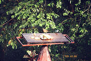 Arenal Observatory Lodge - Birds (photo by Ken) (Dec 28, 2005)