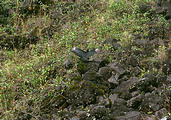 Arenal Lava Flow Hike - Bird (photo by Laura) (Dec 28, 2005)