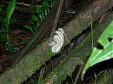 Arenal Lava Flow Hike - Tiny Snake (photo by Dottie) (Dec 28, 2005)