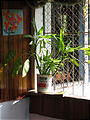 Caño Negro - Breakfast at Soda La Palmera - Plants Growing in Lizano Salsa Bottle (Dec 29, 2005 9:12 AM)