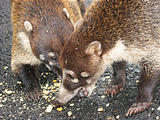 Coatis (Dec 30, 2005 12:17 PM)