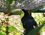 Big Cat Reserve - Toucan (photo by Laura) (Jan 1, 2005)