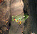 Monteverde - Frog Pond (Jan 1, 2005 8:27 PM)