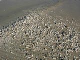 Tamarindo - Beach (photo by Dottie) (Jan 4, 2005)