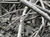 Tamarindo - Boat Tour - Mangrove - Caiman (photo by Dottie) (Jan 4, 2005)