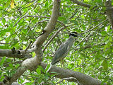 Tamarindo - Boat Tour - Bird (photo by Dottie) (Jan 4, 2005)