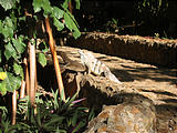 Tamarindo - Hotel Jardin del Eden - Iguanas (Jan 4, 2005 3:39 PM)