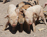 San Francisco El Alto - Market - Animals - Piglets