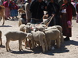 San Francisco El Alto - Market - Animals - Lambs