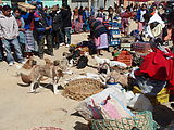 San Francisco El Alto - Market - Animals - Puppies