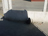 Bus Trip to Huehue (Huehuetenango) - Chicken Bus - Shadow of Unloading Mattress from Roof