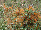 San Juan Atitán Area - Cuscuta