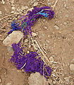 San Juan Atitán - Scraps of Purple Threads on Road