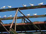 Livingston - Río Dulce - Birds - Royal Terns