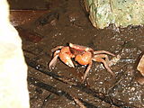 Río Dulce - Hotelito Perdido - Crab