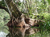 Río Dulce - Kayaking - Roots