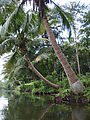 Río Dulce - Palm Trees by the River