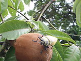 Río Dulce - Kayaking - Huge Bug on Fruit