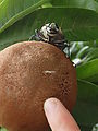 Río Dulce - Kayaking - Huge Bug on Fruit