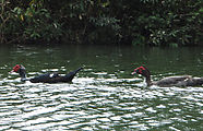Río Dulce - Kayaking - Muscovy Ducks