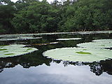 Río Dulce - Kayaking - Manatee Reserve