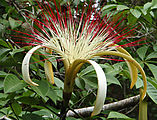 Río Dulce - Kayaking - Manatee Reserve - Flower