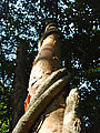 Tikal - Tree - Vines