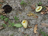 Tikal - Open Fruit