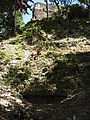Tikal - Pyramid Ruin - Plaza Group H