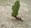 Tikal - Ant Carrying Leaf