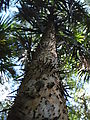 Tikal - Spiky Tree