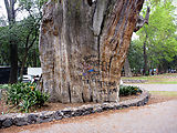 Chapultepec Park - Old Tree - Ahuehuete - El Tlatoani
