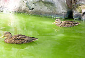 Chapultepec Park - Lake - Peddle Boats - Ducks