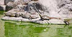 Chapultepec Park - Lake - Peddle Boats - Turtles