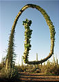 Cactus Forest - Boojum (Cirio) (Photo by Laura)