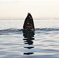 Laguna San Ignacio - Whale Watching - Fin (Photo by Laura)