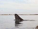 Laguna San Ignacio - Whale Watching (Photo by Laura)