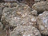 Ojo de Liebre - Ancient Shells Embedded in Beach Cliffs