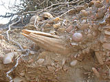 Ojo de Liebre - Ancient Shells Embedded in Beach Cliffs - Conical Shells - Pen Clams