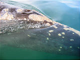 Laguna San Ignacio - Whale Watching - Whale Spout with Barnacles