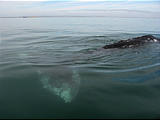 Laguna San Ignacio - Whale Watching - Whale Tail