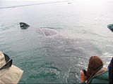 Laguna San Ignacio - Whale Watching - Whale Saying Hello