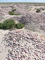 Laguna San Ignacio - Piles of Shells from Past Fishing