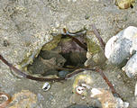 Laguna San Ignacio - Tidepooling - Octopus in Hole