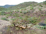 Road to Agua Verde - Campsite - Elephant Tree