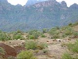 Road to Agua Verde - Campsite - Goats Passing Through