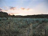 Tequila - Agave Field