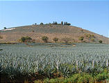Tequila - Agave Field